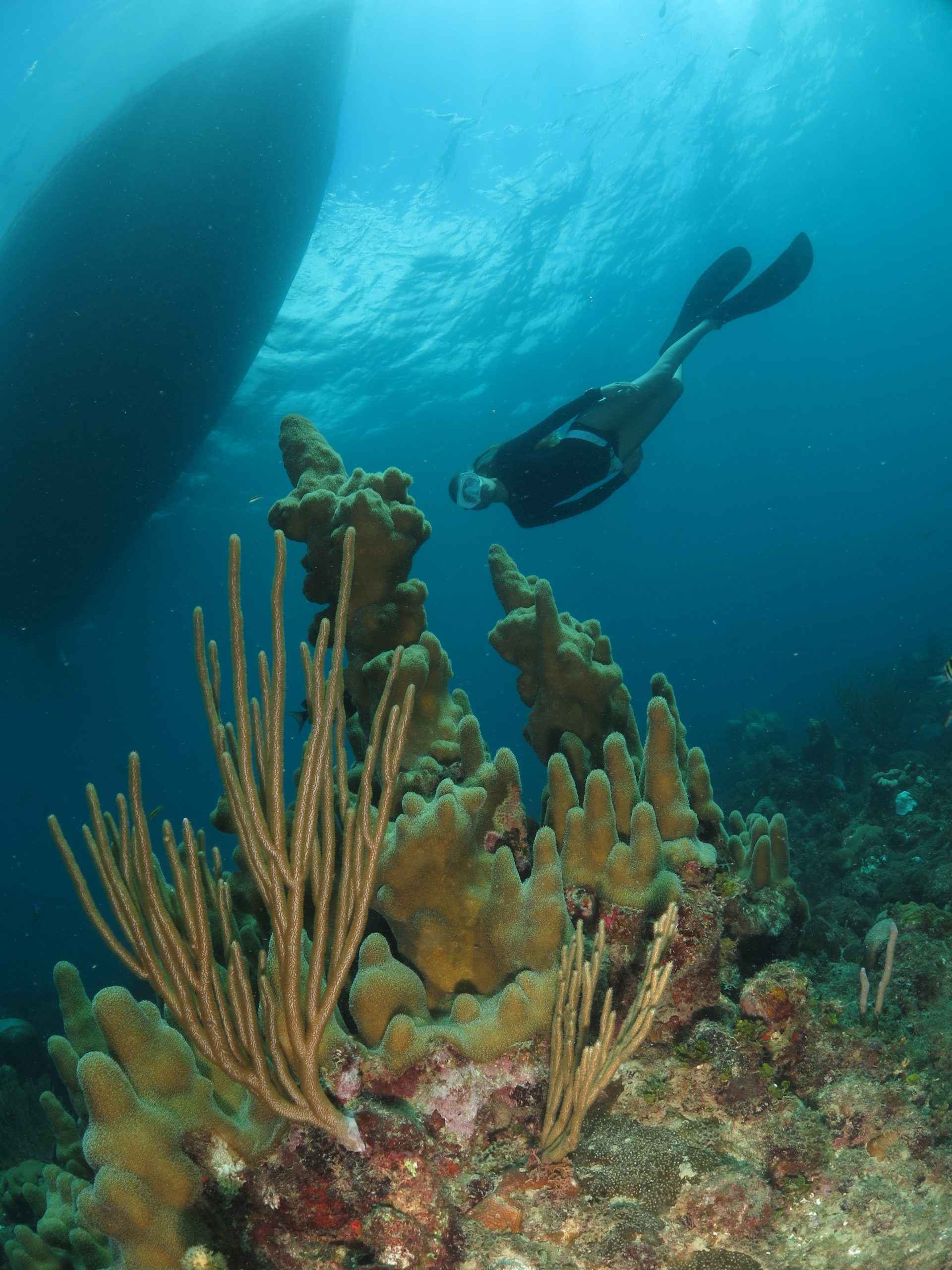Sun-lit Caribbean reef at Faro Luna