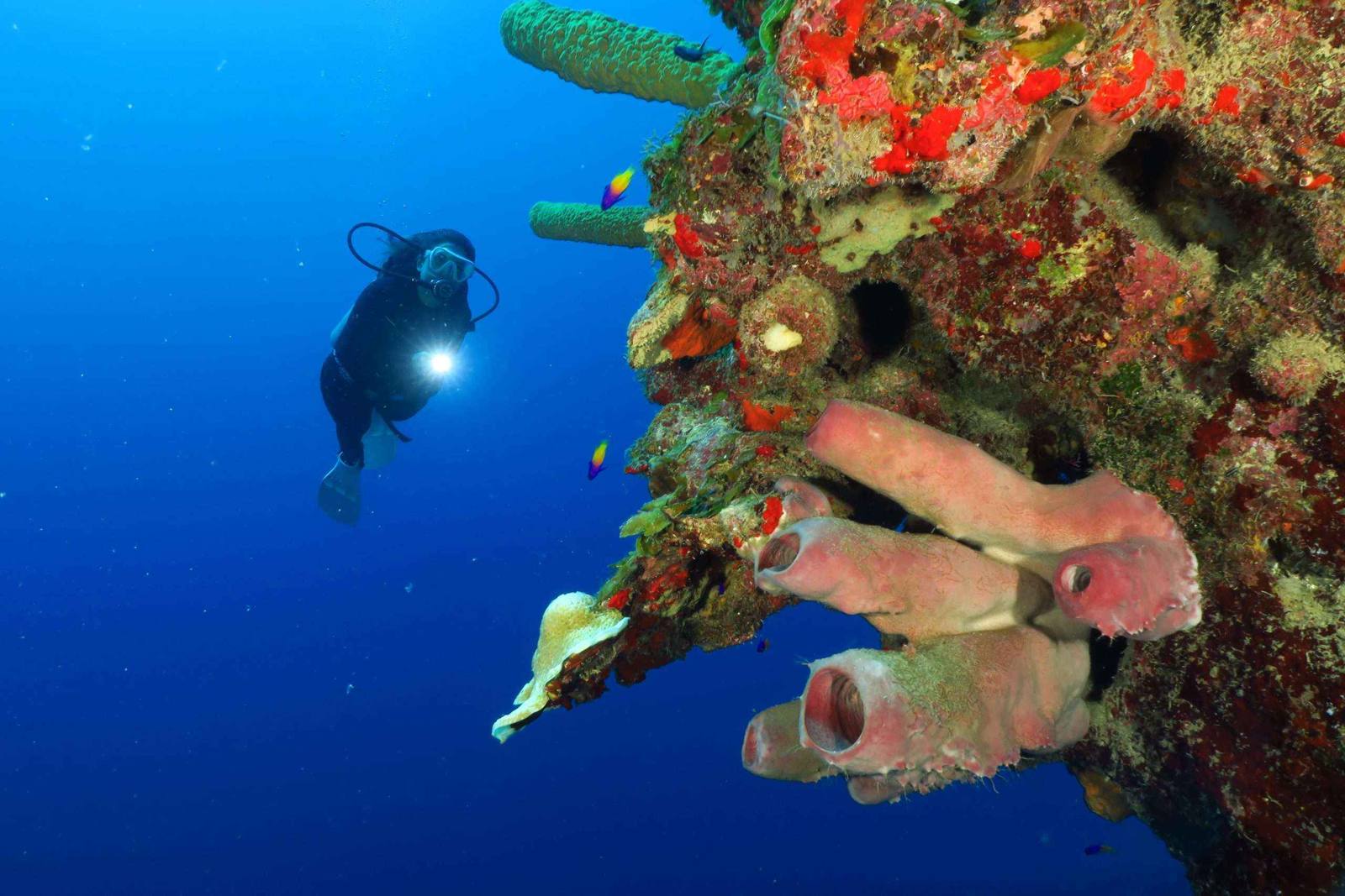 Vibrant coral reef in Cuba's south coast