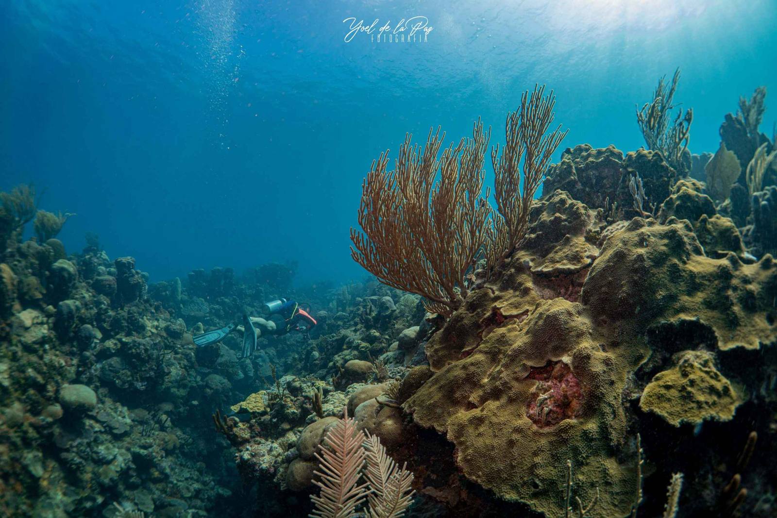 Coral reef at Faro Luna
